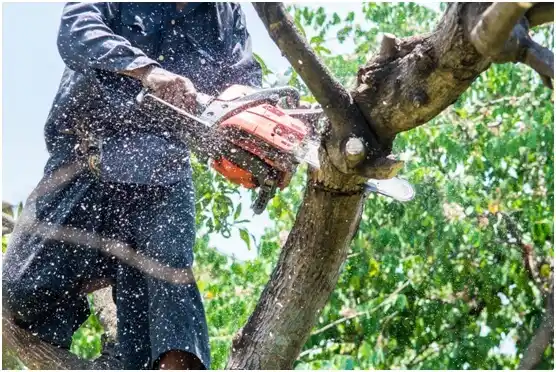 tree services Clifton Forge